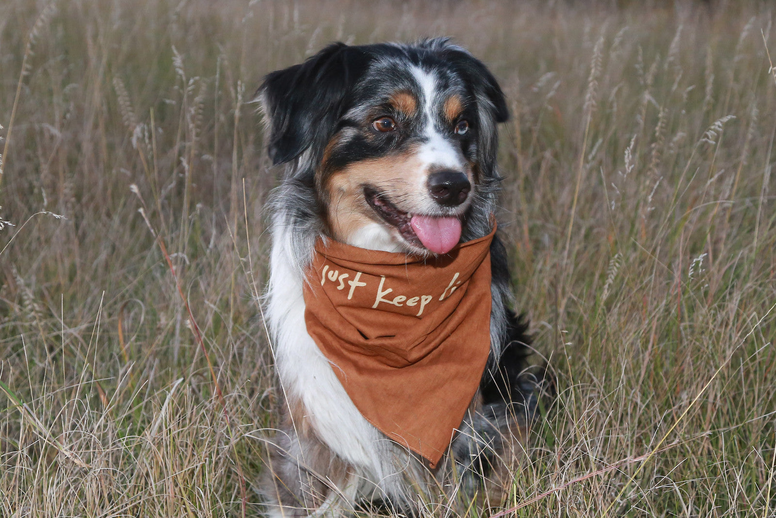 A dog wearing a brown bandana with just keep livin text on it, sitting in a field.