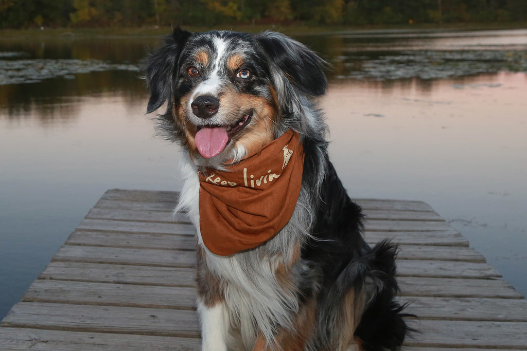 A dog wearing a brown bandana with just keep livin text on it, sitting on a dock with pond in background.
